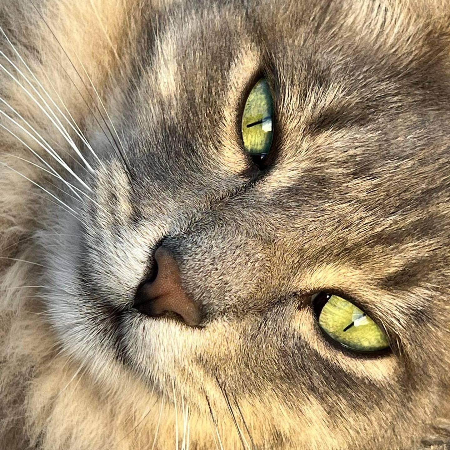 The Prince of Camaiano
His Majesty… Lord Ciciu! 🤩
#poderecamaiano
#gattibelli #vitadagatti #catslovers #maremmancats #lovemaremma #lovecats